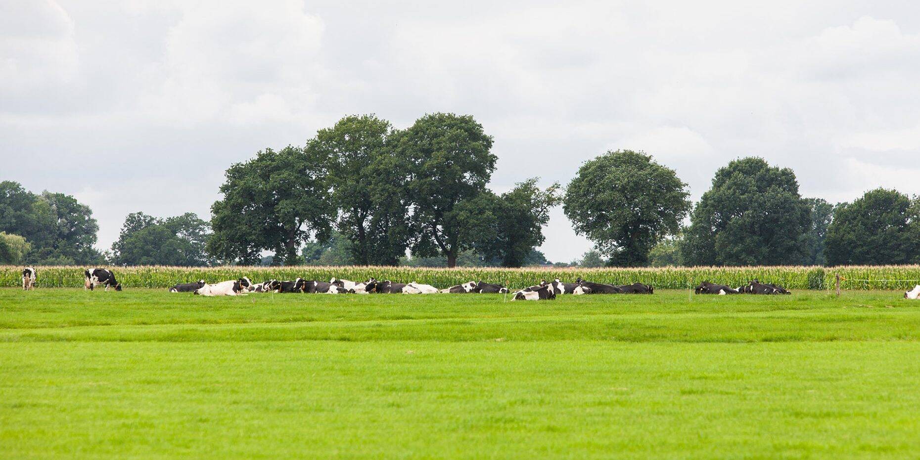 Header afbeelding