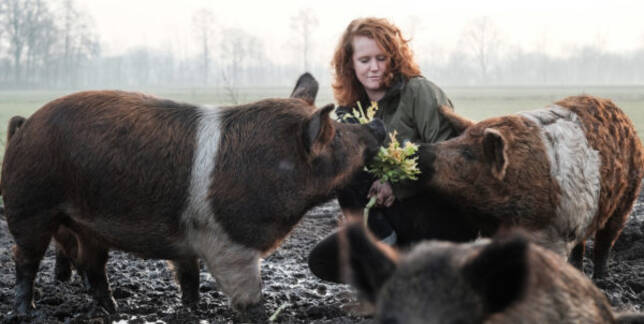 De Goed Gevulde Spaarvarkens